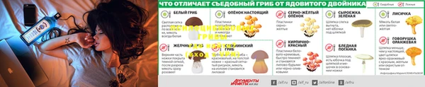 стафф Кодинск